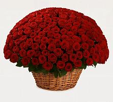 251 Премиум красная роза